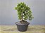 Pré Bonsai Shimpaku Kishu 7 Anos - Imagem 2