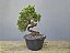 Pré Bonsai Shimpaku Kishu 7 Anos - Imagem 3