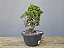 Pré Bonsai Shimpaku Kishu 7 Anos - Imagem 4