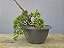 Pré Bonsai Shimpaku Kishu 5 Anos - Imagem 3