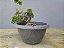 Pré Bonsai Shimpaku Kishu 5 Anos - Imagem 5