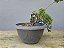 Pré Bonsai Shimpaku Kishu 5 Anos - Imagem 6