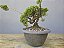 Pré Bonsai Shimpaku Kishu 6 Anos - Imagem 1