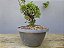 Pré Bonsai Shimpaku Kishu 6 Anos - Imagem 2