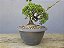 Pré Bonsai Shimpaku Kishu 6 Anos - Imagem 3