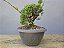 Pré Bonsai Shimpaku Kishu 6 Anos - Imagem 4