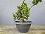 Pré Bonsai Shimpaku Kishu 6 Anos - Imagem 1