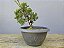 Pré Bonsai Shimpaku Kishu 6 Anos - Imagem 2