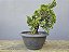 Pré Bonsai Shimpaku Kishu 6 Anos - Imagem 4