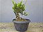 Pré Bonsai Shimpaku Kishu 6 Anos - Imagem 1