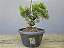 Pré Bonsai Shimpaku Kishu 6 Anos - Imagem 2