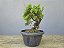 Pré Bonsai Shimpaku Kishu 6 Anos - Imagem 3
