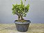 Pré Bonsai Shimpaku Kishu 6 Anos - Imagem 4