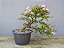 Pré Bonsai Calliandra Rosa 15 Anos - Imagem 1