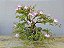 Pré Bonsai Calliandra Rosa 15 Anos - Imagem 2