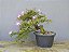 Pré Bonsai Calliandra Rosa 15 Anos - Imagem 3