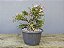 Pré Bonsai Calliandra Rosa 15 Anos - Imagem 4