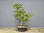 Bonsai Pitheco 15 anos - Imagem 2