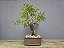 Bonsai Fícus Organensis 12 Anos - Imagem 2