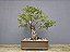 Bonsai Fícus Organensis 12 Anos - Imagem 3