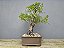 Bonsai Fícus Organensis 12 Anos - Imagem 4