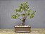 Bonsai Fícus Organensis 12 Anos - Imagem 1