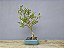 Bonsai Cereja do Rio Grande 15 Anos - Imagem 2