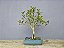 Bonsai Cereja do Rio Grande 15 Anos - Imagem 3