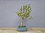 Bonsai Cereja do Rio Grande 15 Anos - Imagem 4