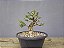 Pré Bonsai Buxus Harlandii 8 Anos - Imagem 1