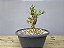 Pré Bonsai Buxus Harlandii 8 Anos - Imagem 2
