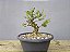 Pré Bonsai Buxus Harlandii 8 Anos - Imagem 3
