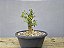 Pré Bonsai Buxus Harlandii 8 Anos - Imagem 4