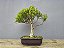 Bonsai Cambuí 10 Anos - Imagem 3