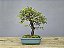 Bonsai Ulmus 8 Anos - Imagem 1