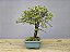 Bonsai Ulmus 8 Anos - Imagem 2