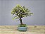 Bonsai Ulmus 8 Anos - Imagem 4