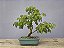 Bonsai Pitheco 8 anos - Imagem 3