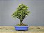 Bonsai Piracanta Amarela 8 Anos - Imagem 1