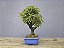 Bonsai Piracanta Amarela 8 Anos - Imagem 2