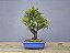Bonsai Piracanta Amarela 8 Anos - Imagem 3