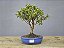 Bonsai Mini Goiaba 5 Anos - Imagem 1