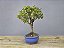 Bonsai Mini Goiaba 5 Anos - Imagem 4