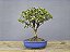 Bonsai Mini Goiaba 5 Anos - Imagem 3