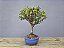 Bonsai Mini Goiaba 5 Anos - Imagem 2