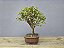 Bonsai Mini Goiaba 5 Anos - Imagem 2