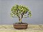 Bonsai Mini Goiaba 5 Anos - Imagem 3