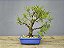 Bonsai Sarandi 8 Anos - Imagem 1