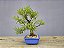 Bonsai Sarandi 8 Anos - Imagem 2
