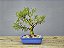 Bonsai Sarandi 8 Anos - Imagem 3